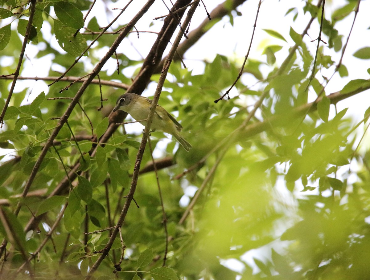 Blue-headed Vireo - ML634603119