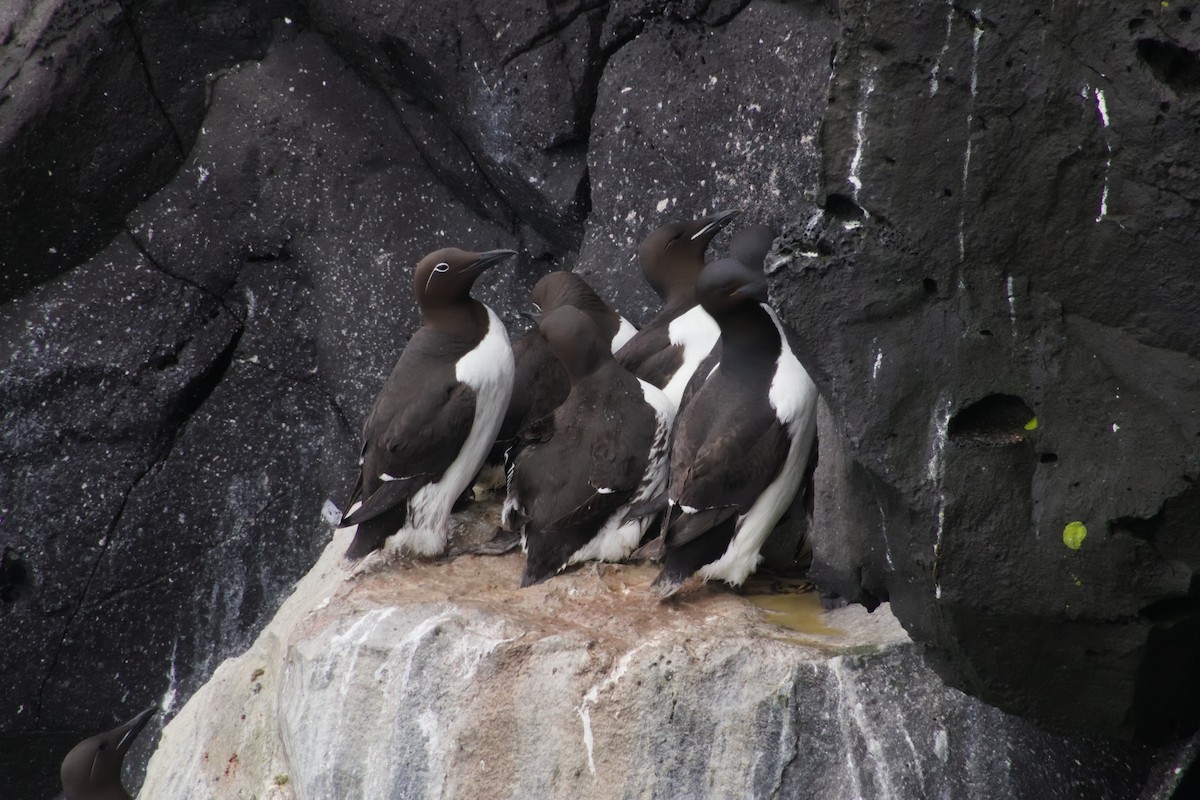 Guillemot de Brünnich - ML634603120