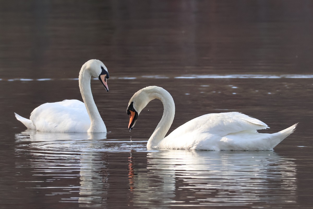 Mute Swan - ML634603121