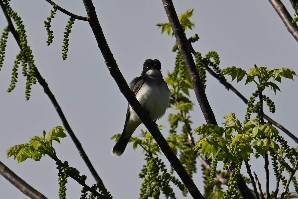 Eastern Kingbird - ML634603153