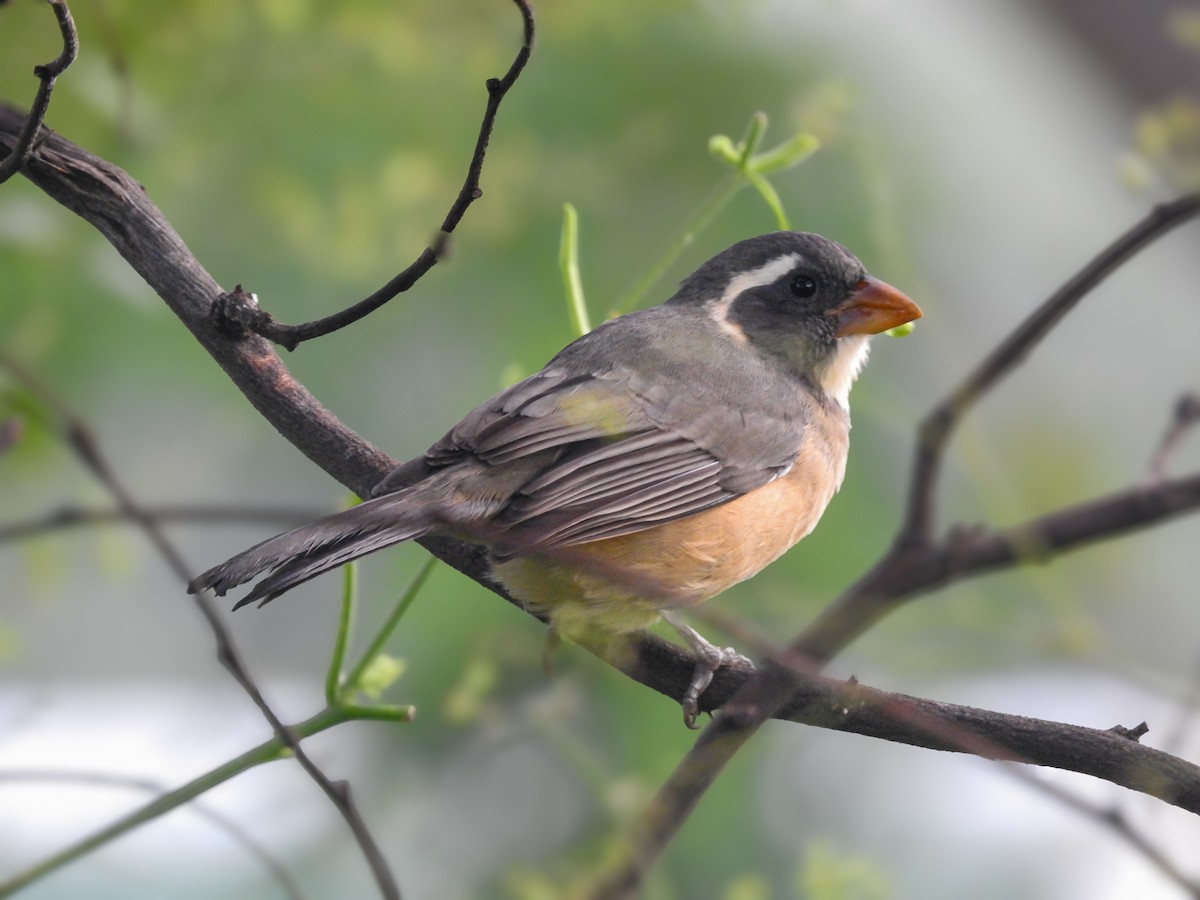 Golden-billed Saltator - ML634603195
