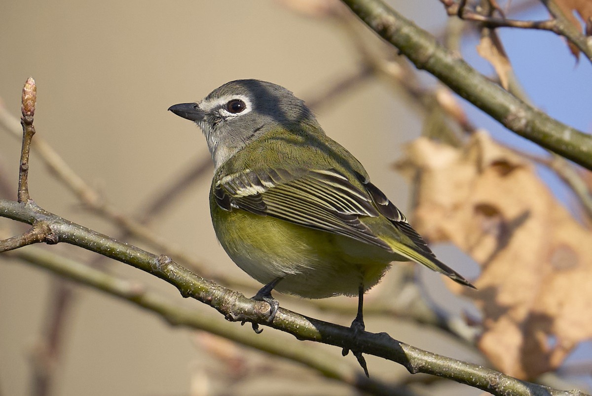 Blue-headed Vireo - ML634603196