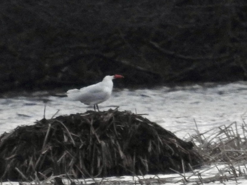 Caspian Tern - ML634603476