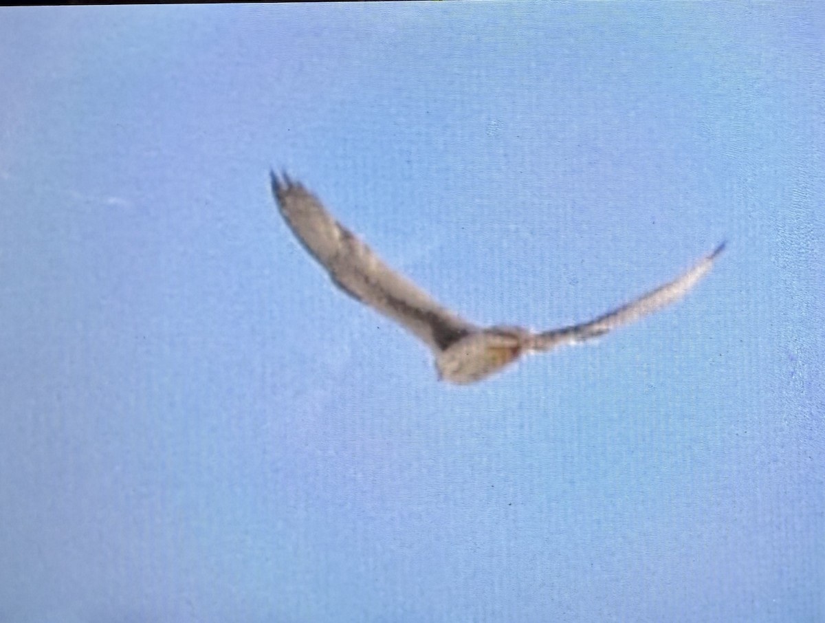 Prairie Falcon - ML634603670
