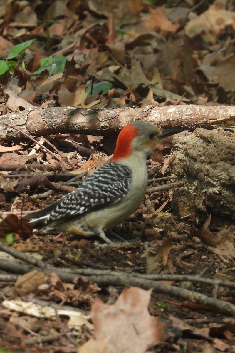 Red-bellied Woodpecker - ML634603682