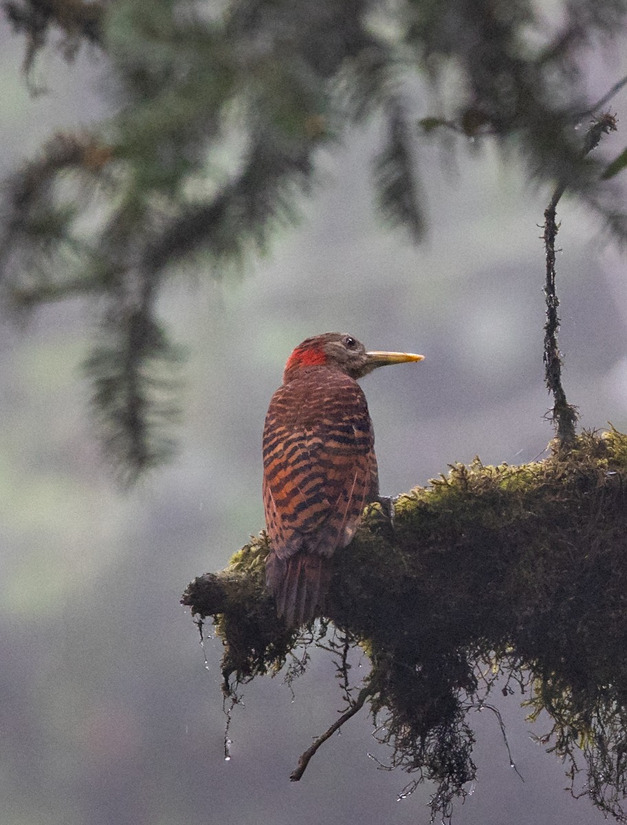 Bay Woodpecker - ML634603776