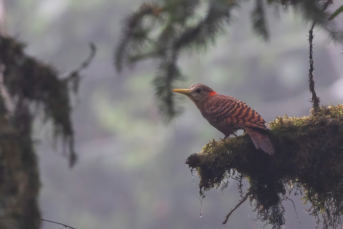 Bay Woodpecker - ML634603778