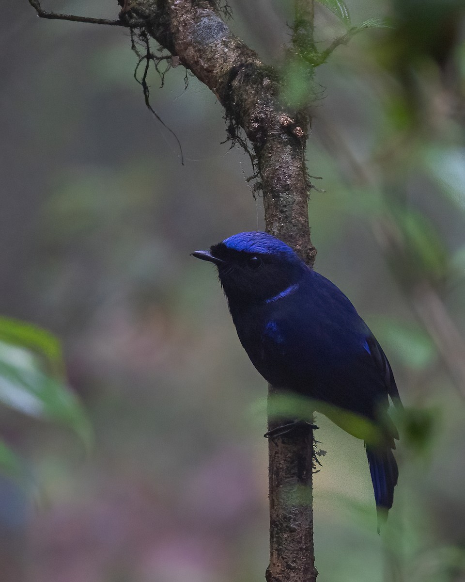Large Niltava - ML634603789