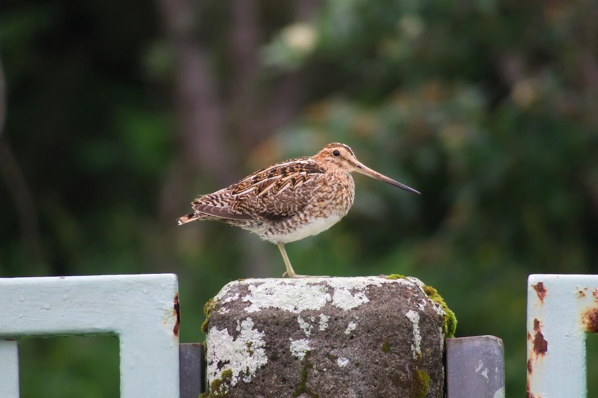 田鷸 - ML634604235