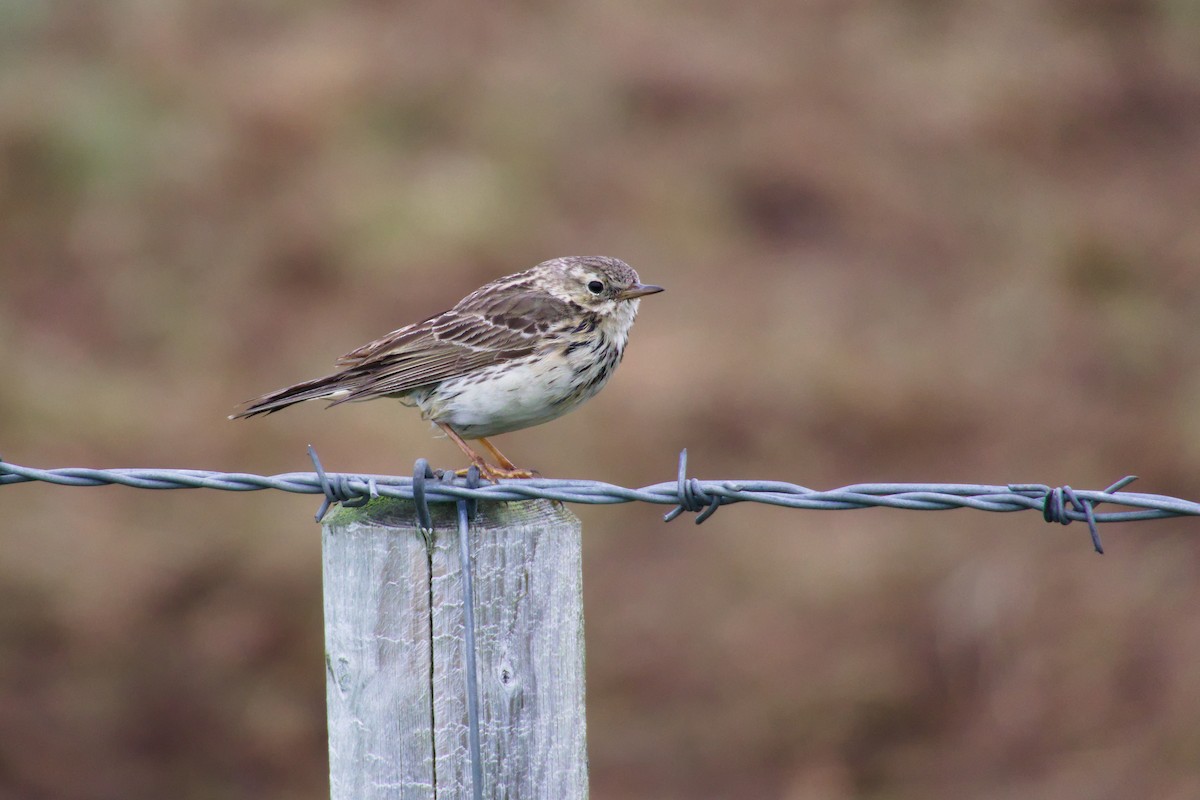 草地鷚 - ML634604251