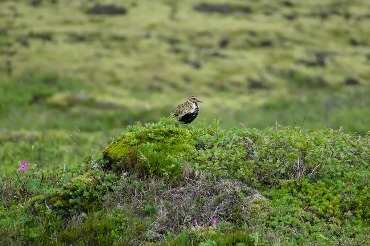 European Golden-Plover - ML634604300
