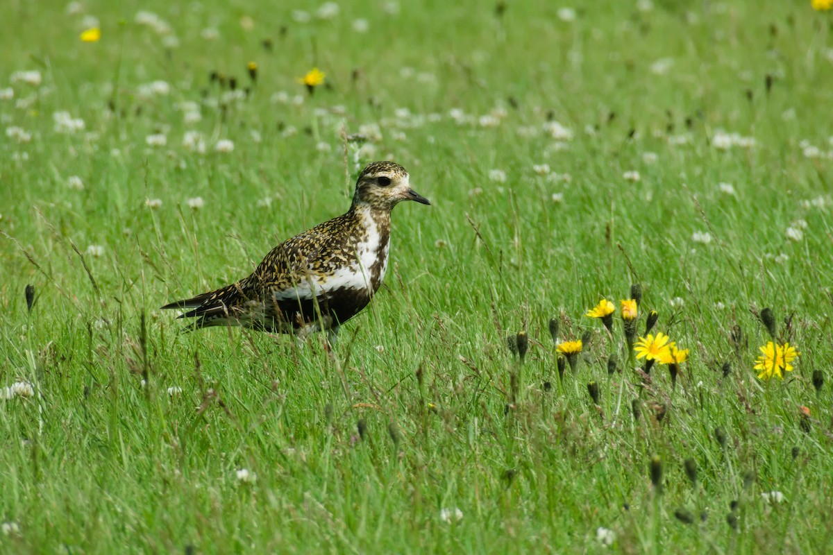 European Golden-Plover - ML634604349