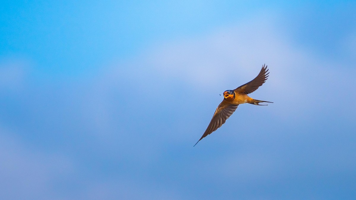 Ластівка сільська - ML634604359