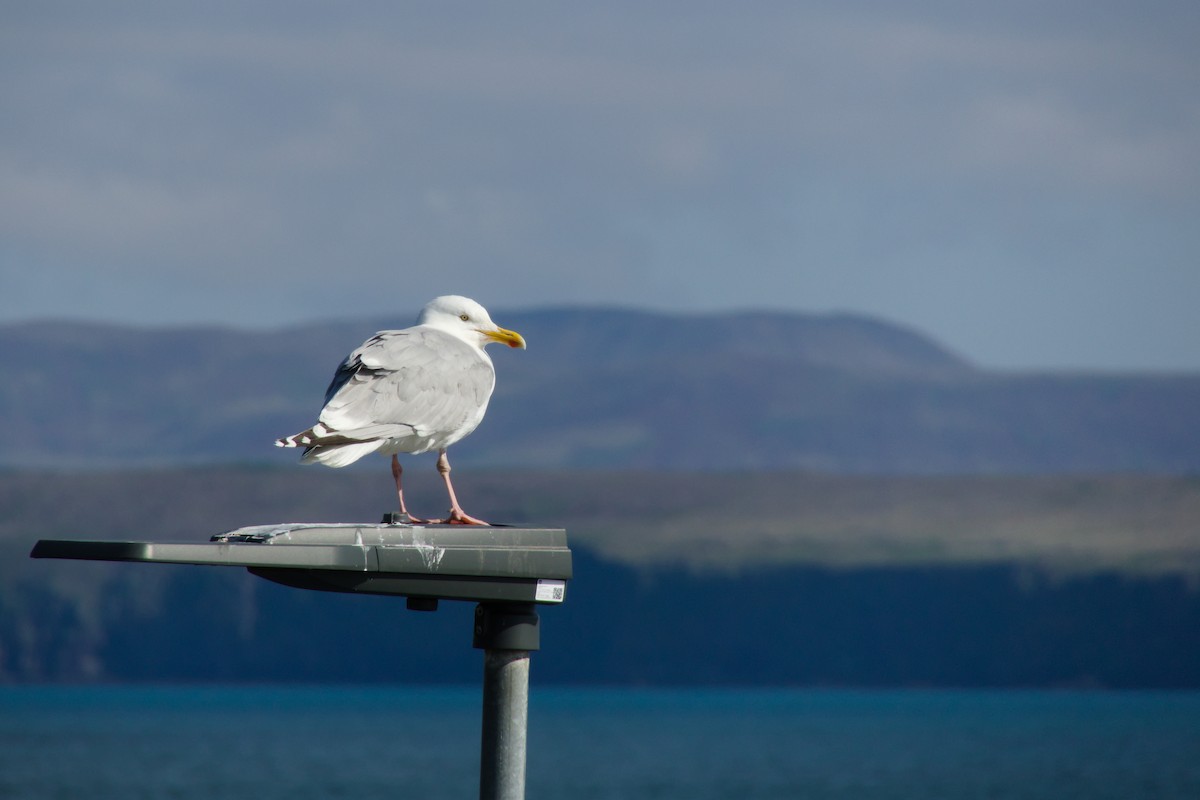 European Herring Gull - ML634604386
