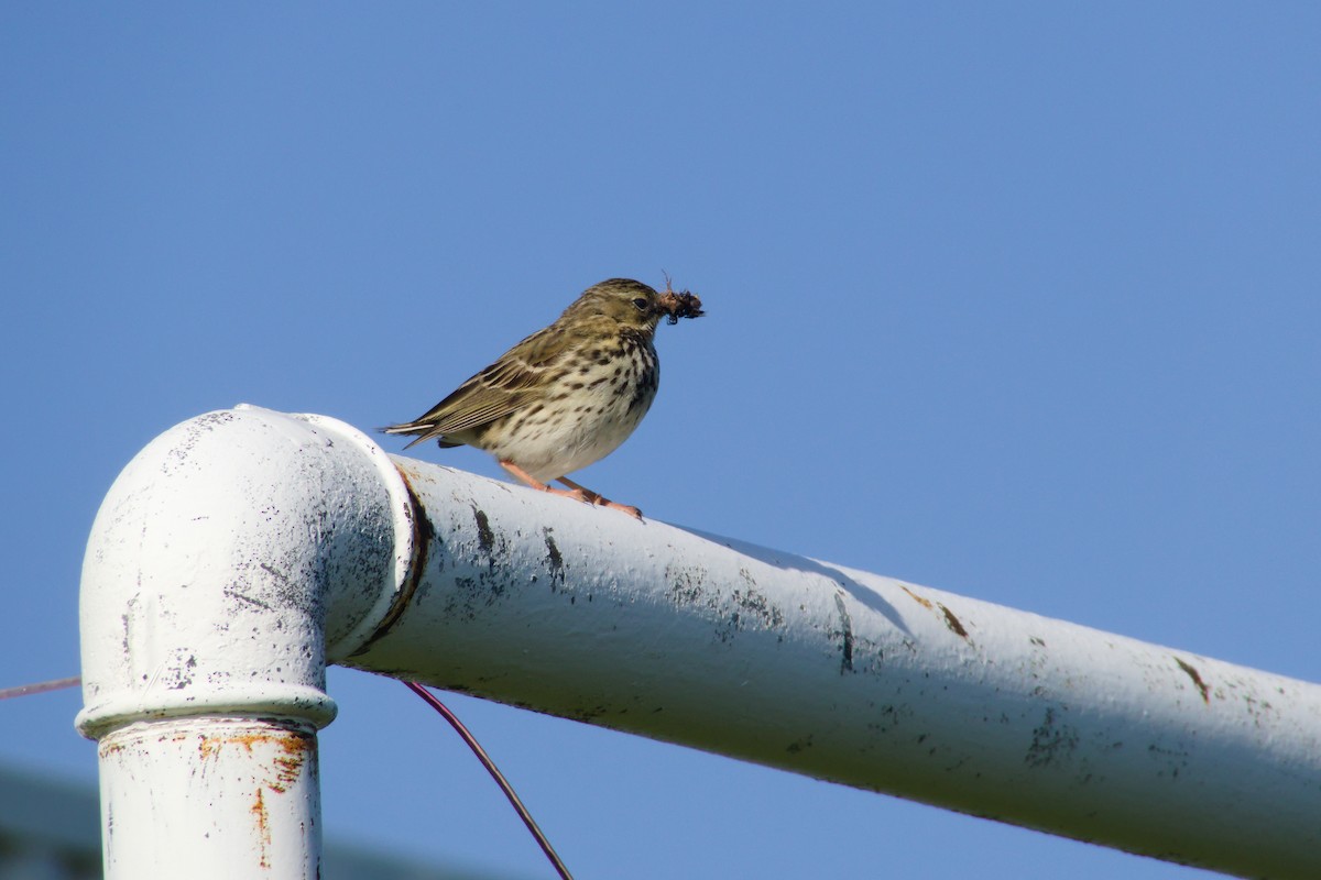 草地鷚 - ML634604404