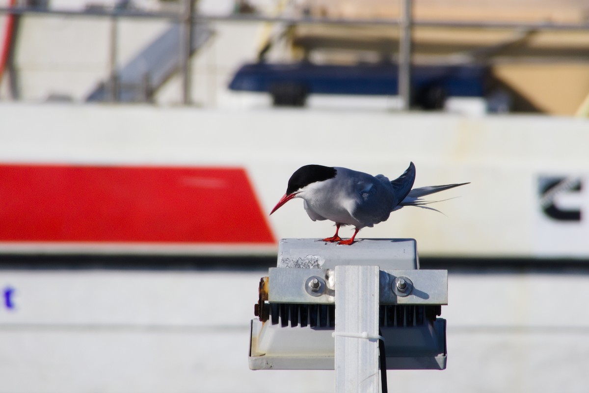 Arctic Tern - ML634604413