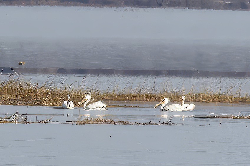 American White Pelican - ML634604432