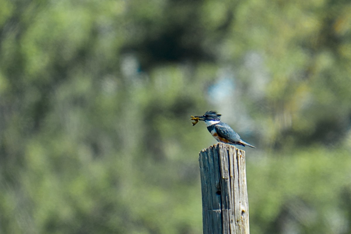 Belted Kingfisher - ML634604572