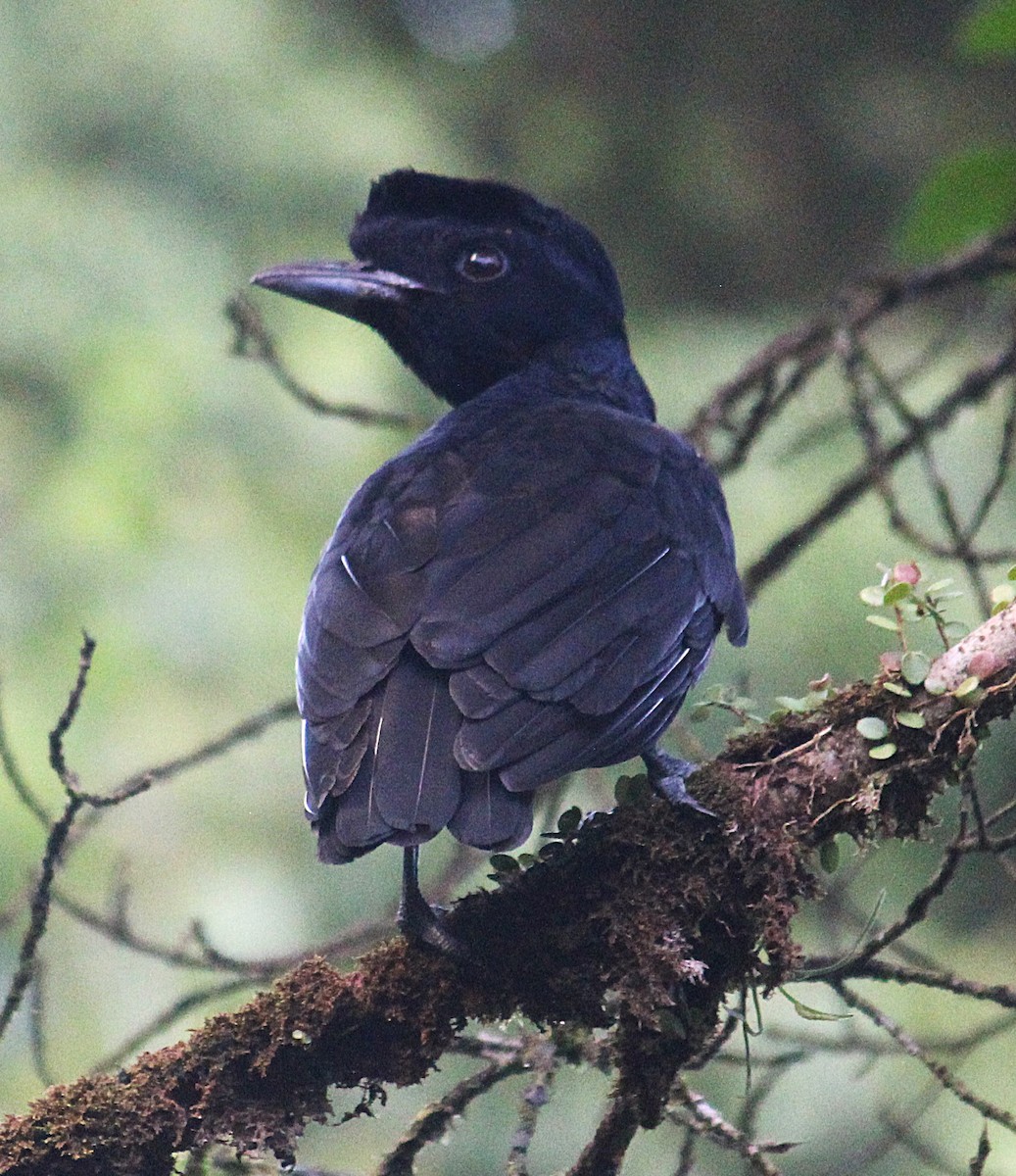 Bare-necked Umbrellabird - ML634604644