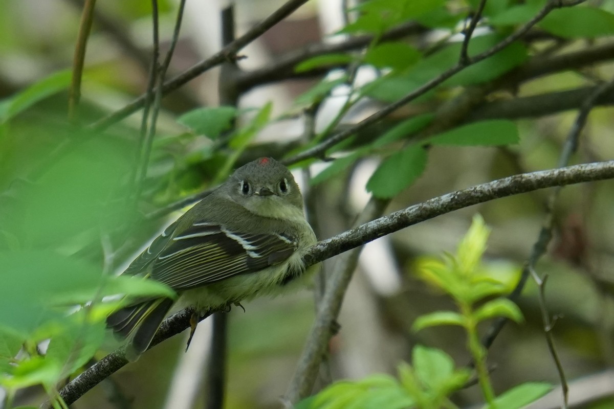 Ruby-crowned Kinglet - ML634604711