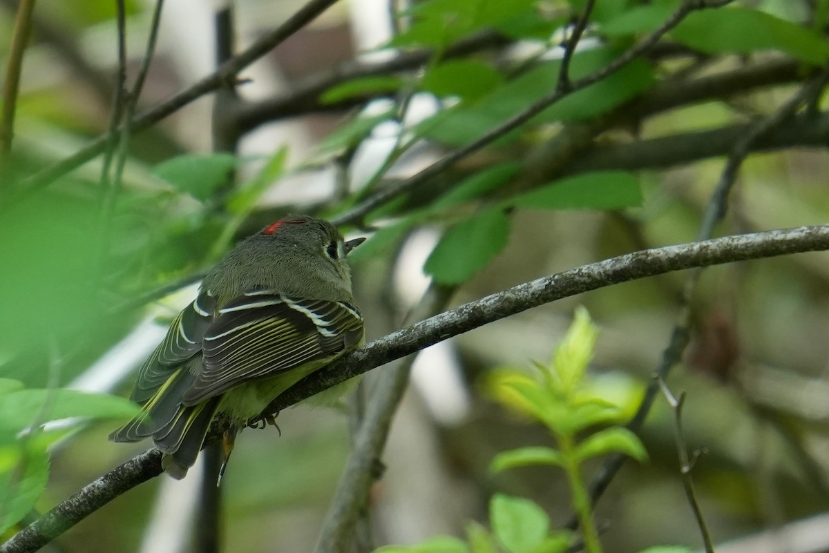 Ruby-crowned Kinglet - ML634604712