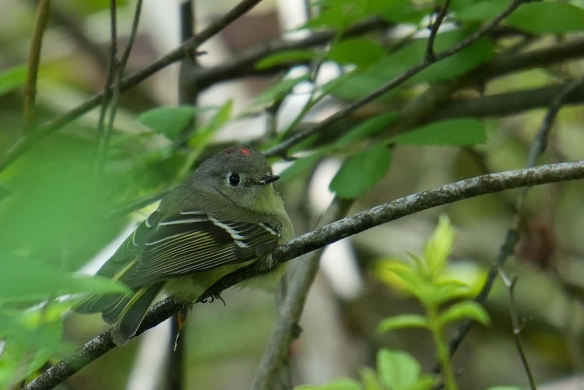 Ruby-crowned Kinglet - ML634604713