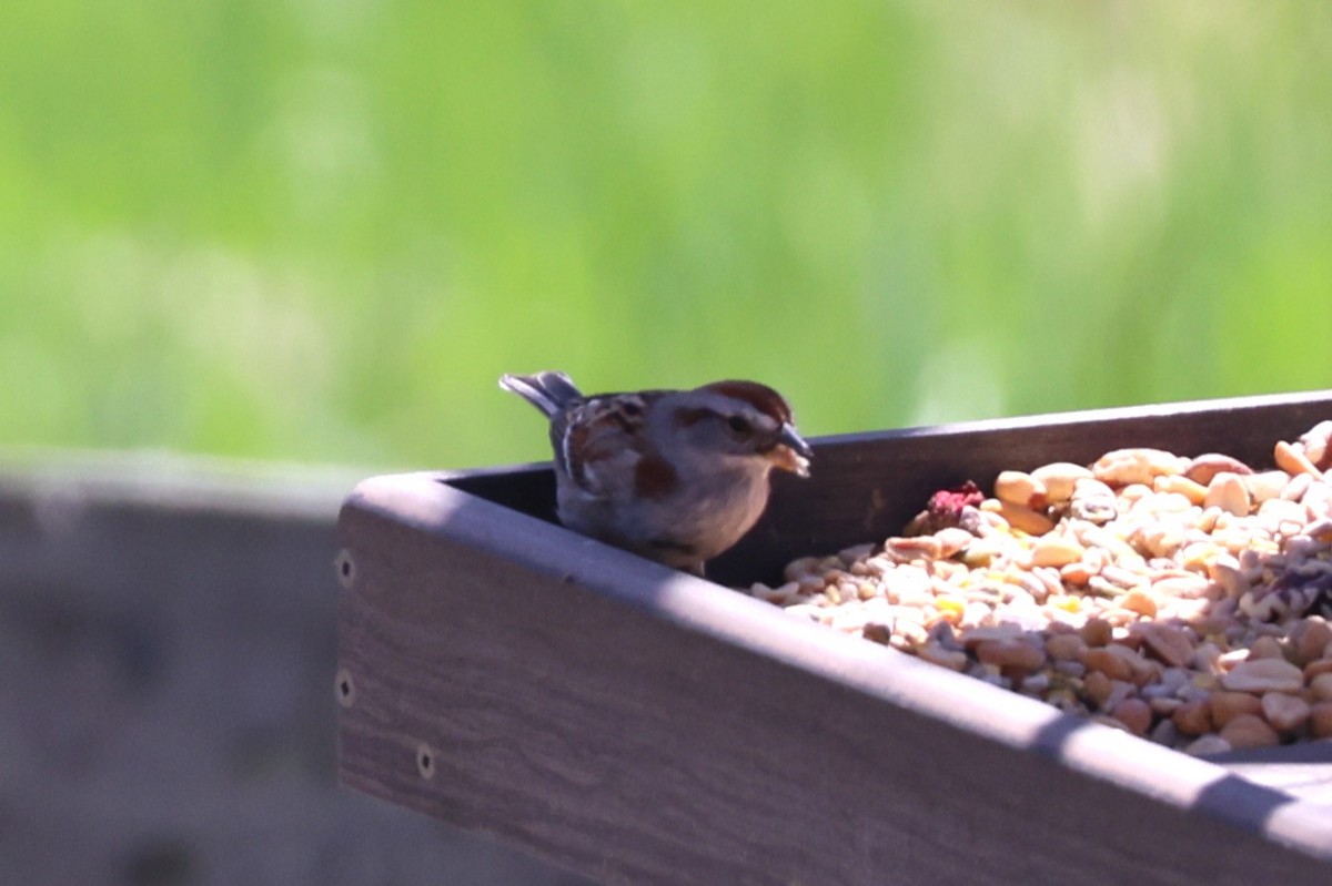 American Tree Sparrow - ML634604744