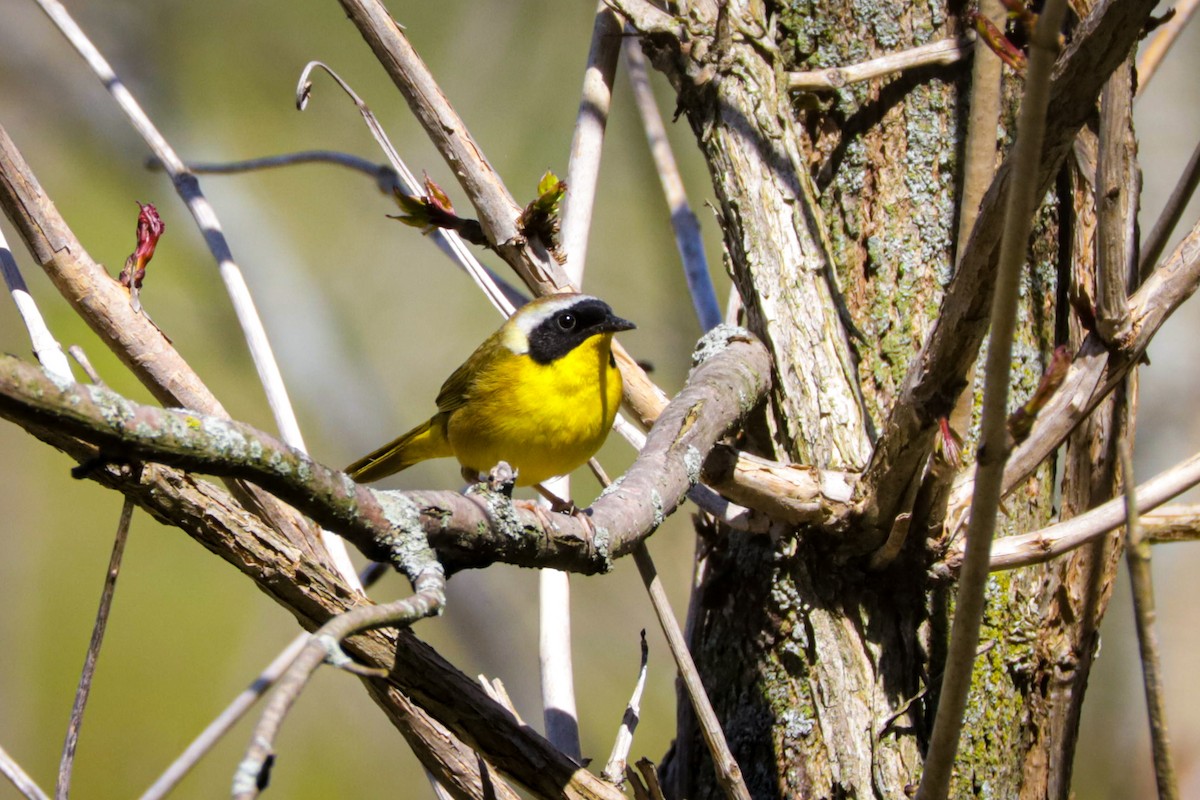 Common Yellowthroat - ML634604745