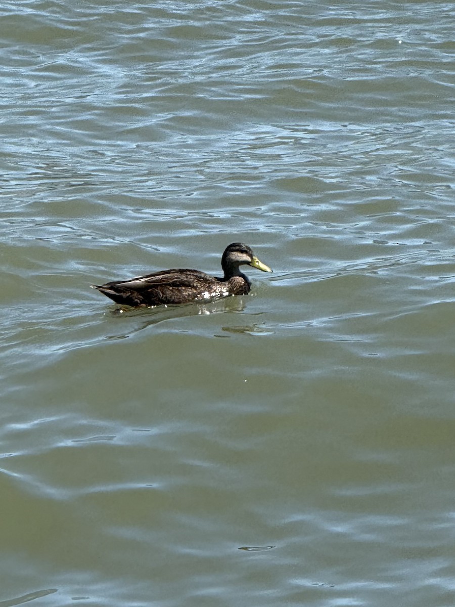 American Black Duck - ML634604747
