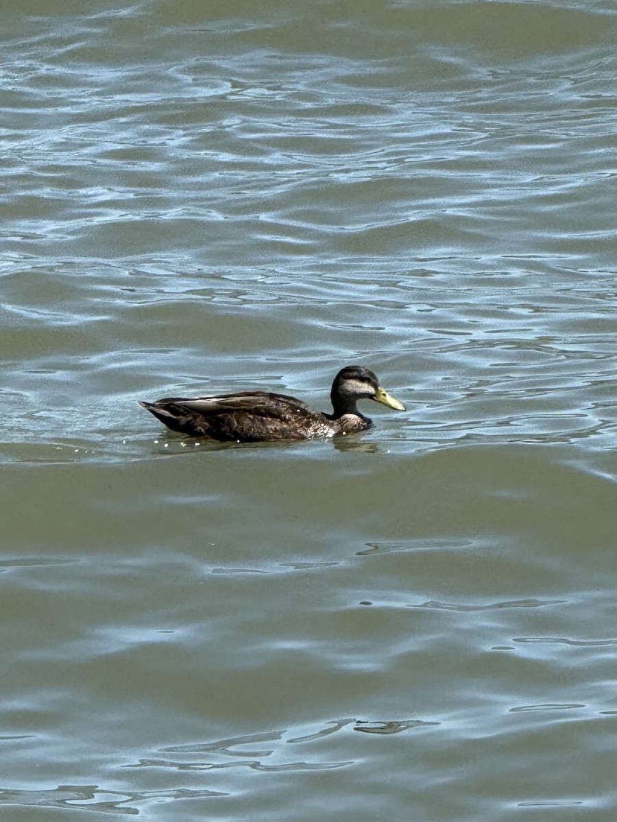 American Black Duck - ML634604748