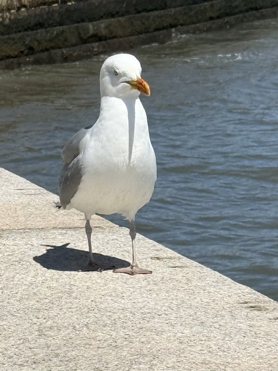 American Herring Gull - ML634604757