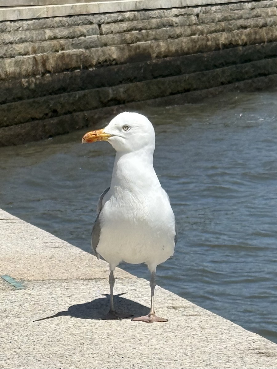 American Herring Gull - ML634604758