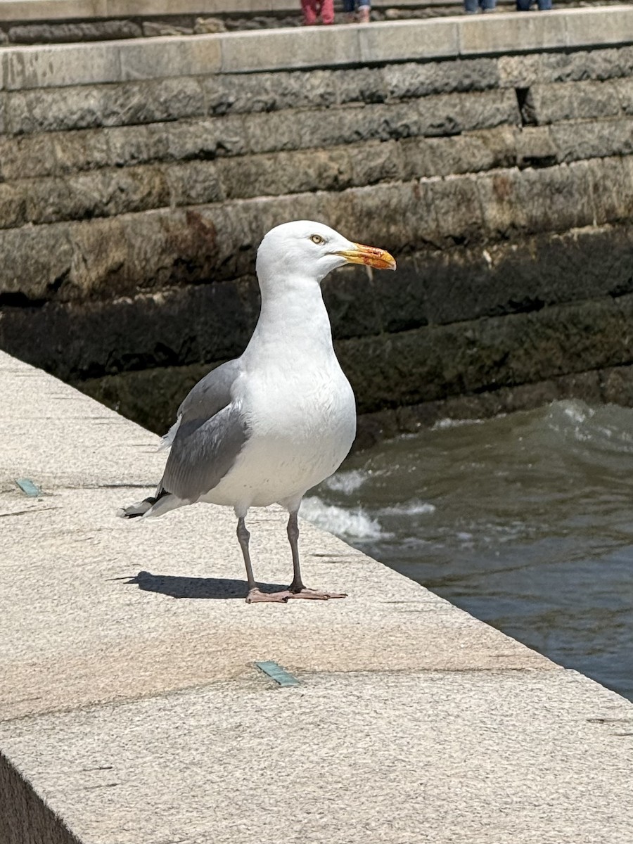 American Herring Gull - ML634604759