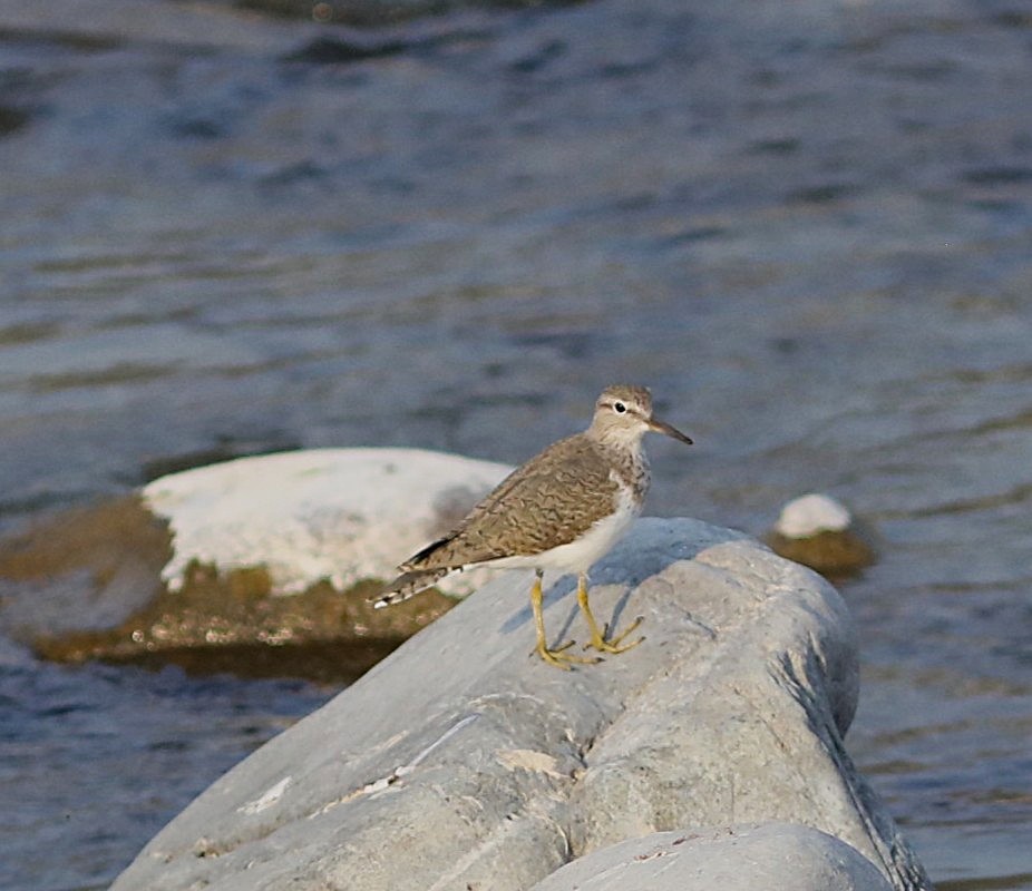 Common Sandpiper - ML634604810