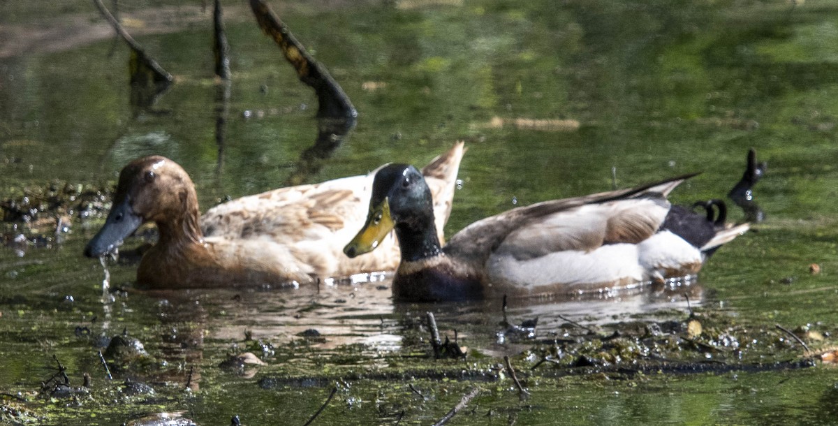 Mallard - ML634604836