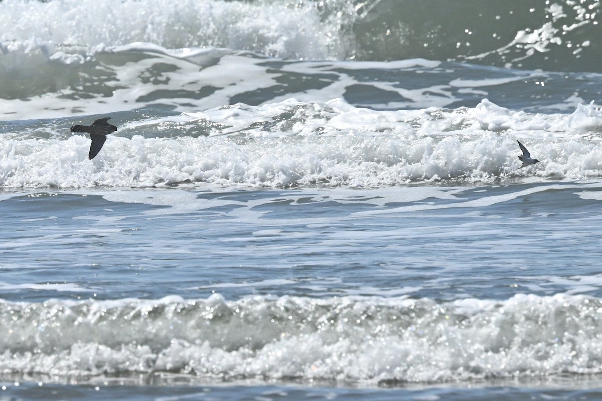 Хайргууна шонхор - ML634604963