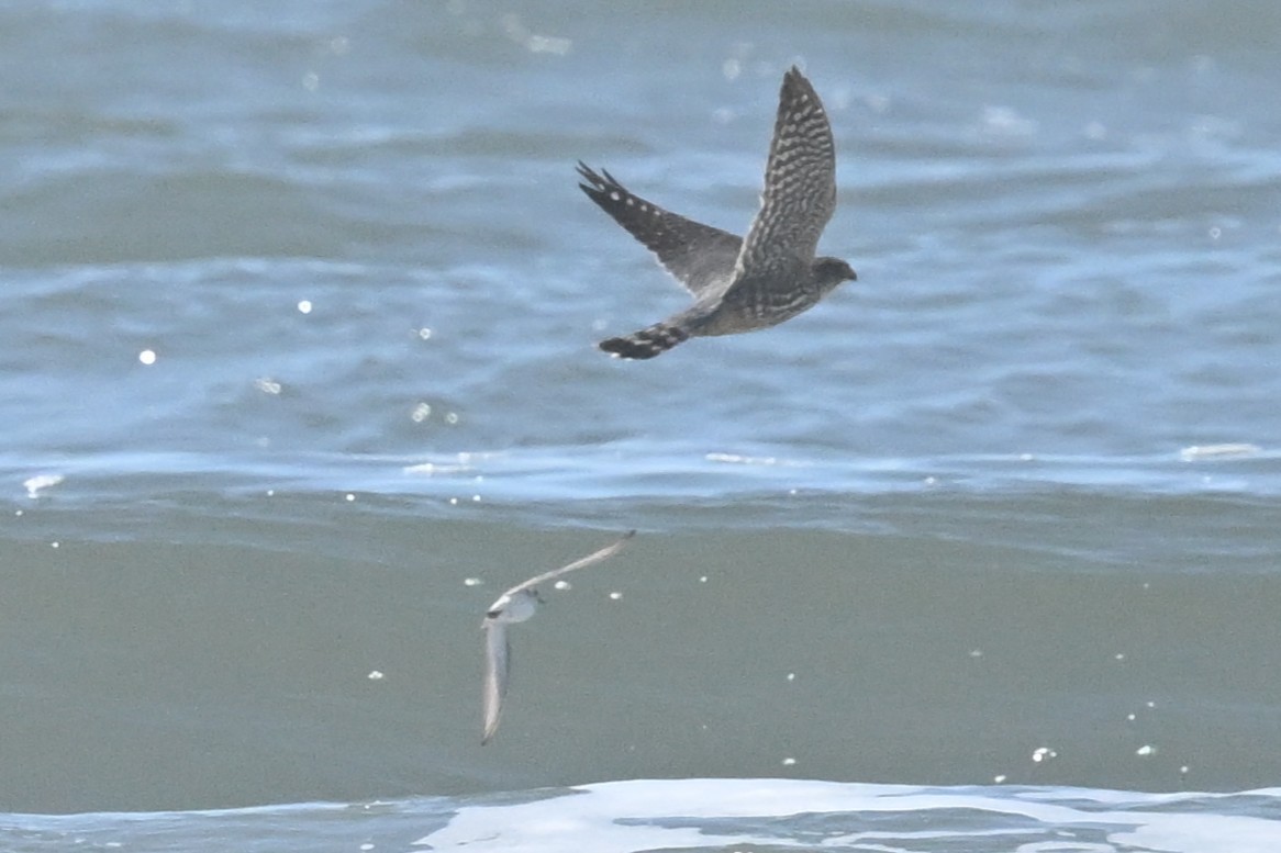 Хайргууна шонхор - ML634604964