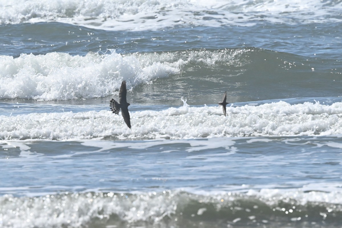 Хайргууна шонхор - ML634604965