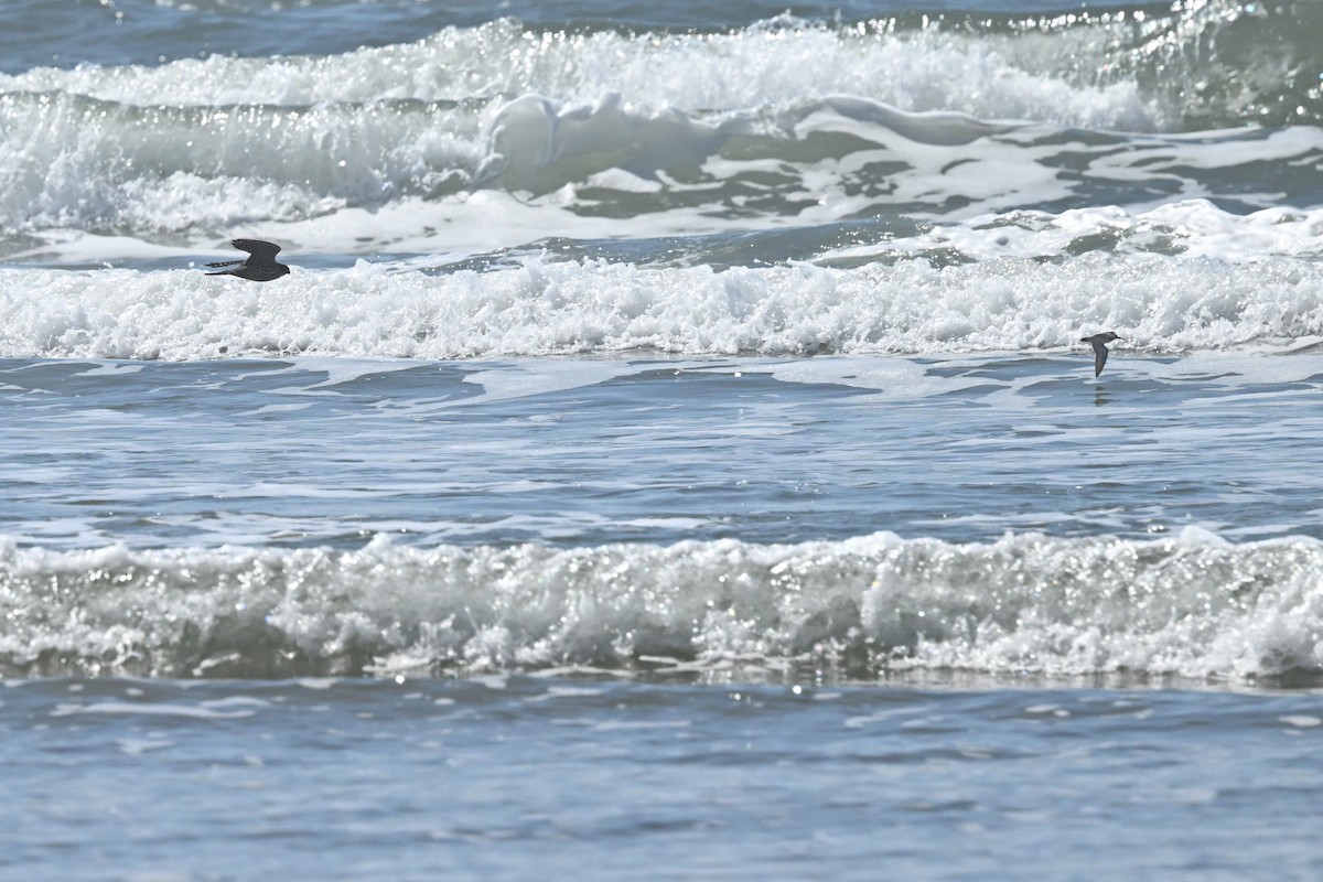 Хайргууна шонхор - ML634604966