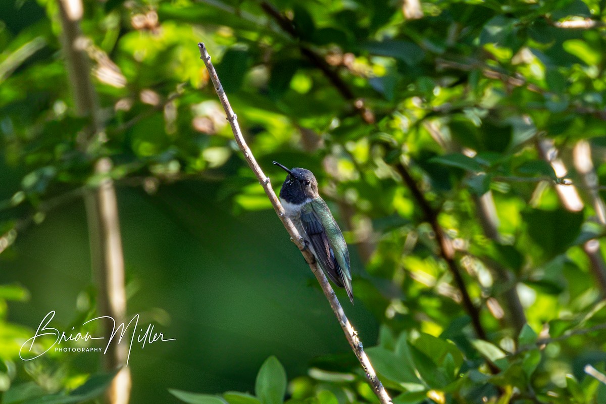 Black-chinned Hummingbird - ML634605054