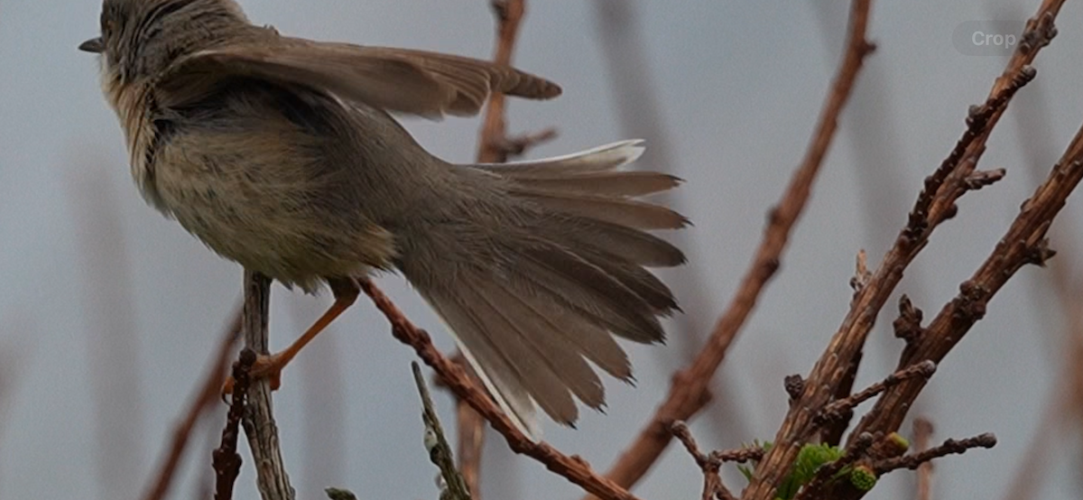 Western/Eastern Subalpine Warbler - ML634605055