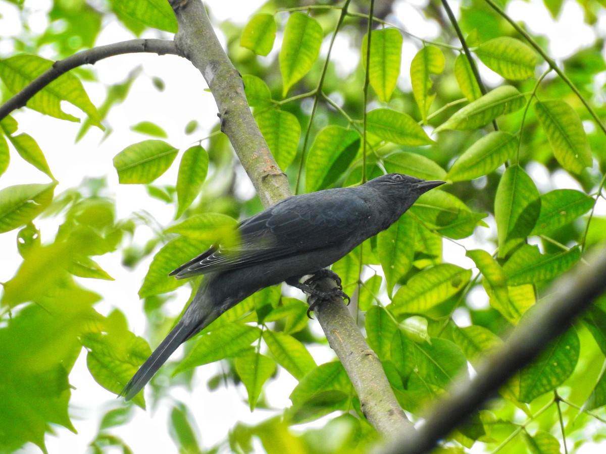 Black-winged Cuckooshrike - ML634605175