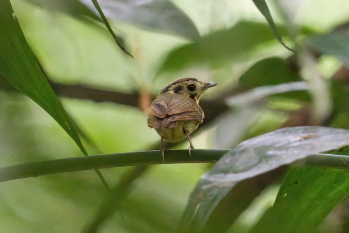 Golden-crowned Spadebill - ML634605195