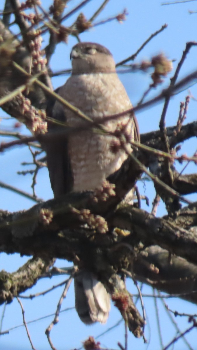 Cooper's Hawk - ML634605214