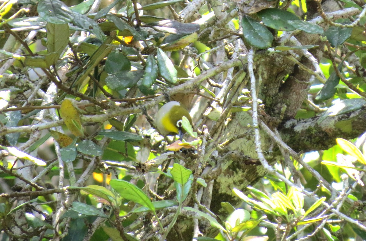 Malagasy White-eye - ML634605234