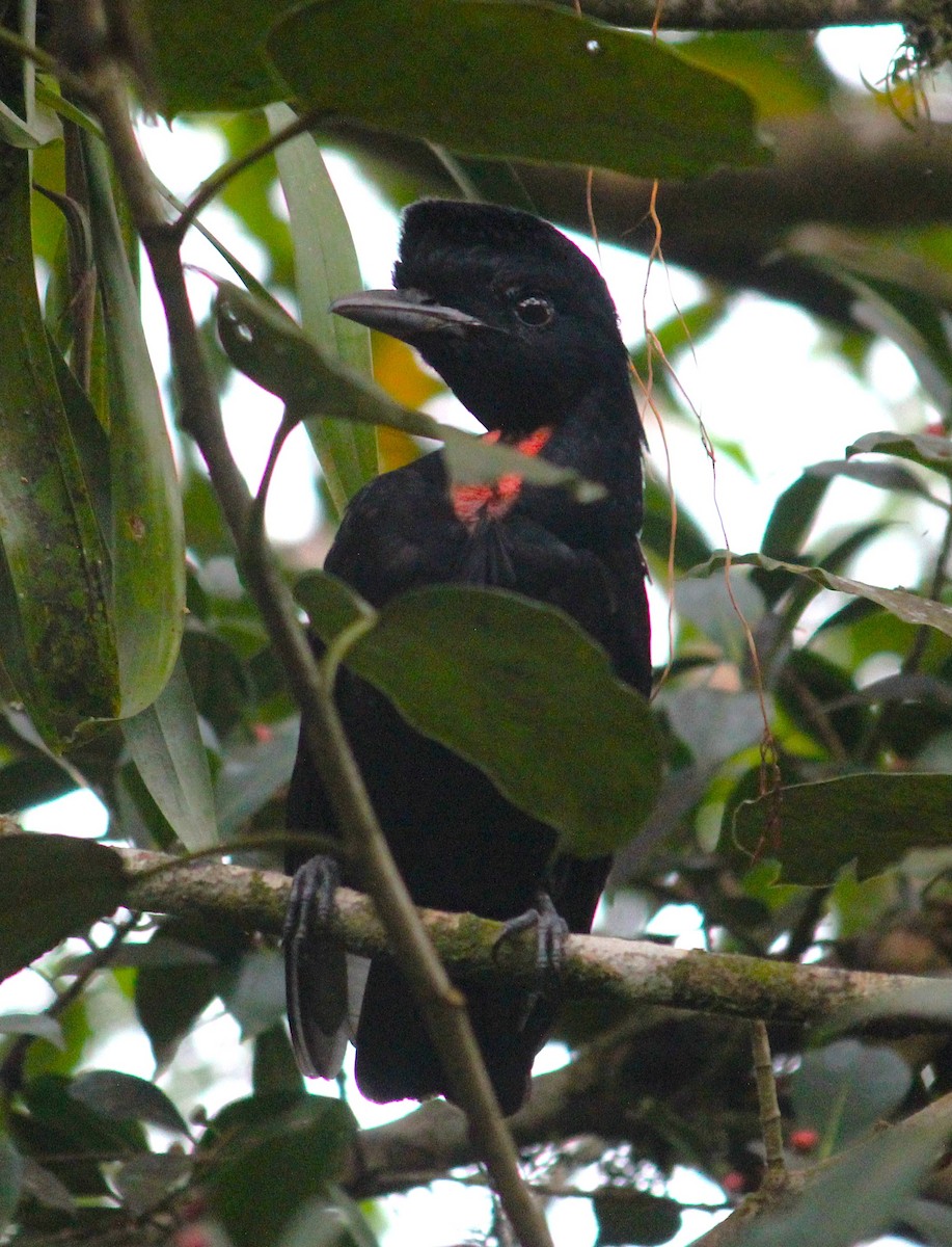 Bare-necked Umbrellabird - ML634605237