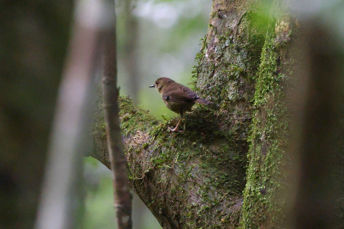 Atherton Scrubwren - ML634605273