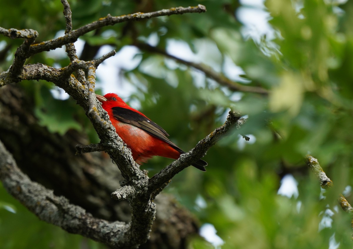 Piranga écarlate - ML634605336