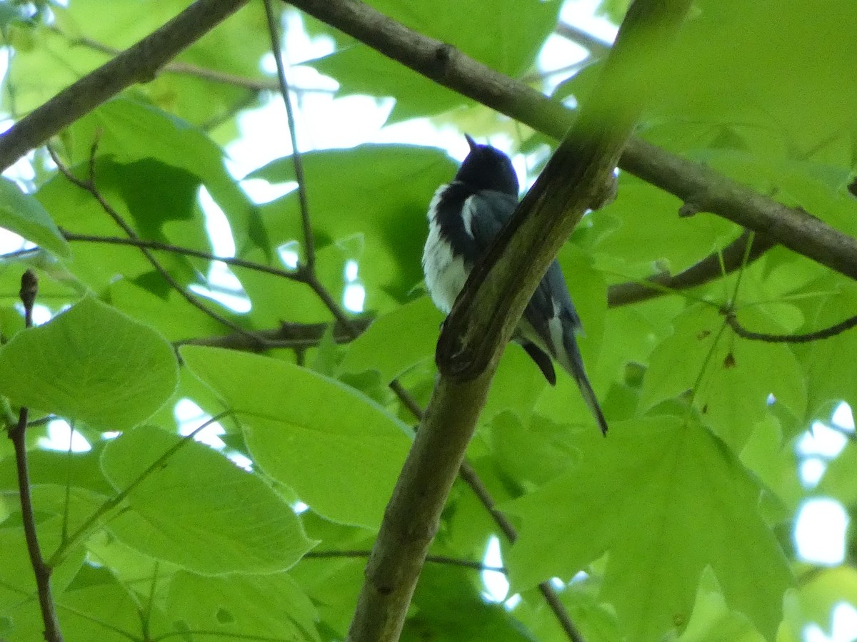 Black-throated Blue Warbler - ML634605395