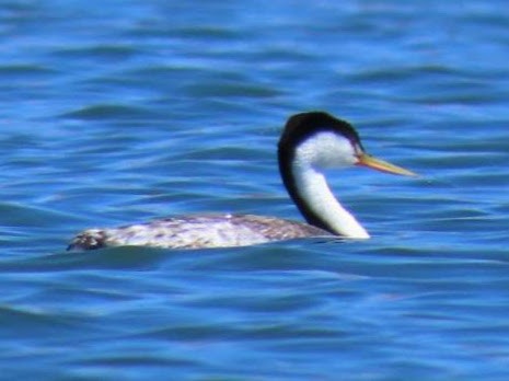 Clark's Grebe - ML634605403